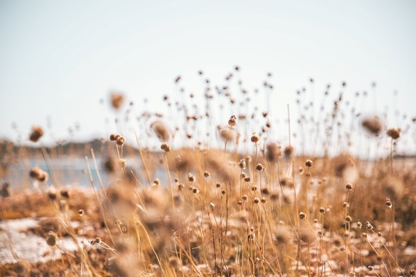 Strandgräs