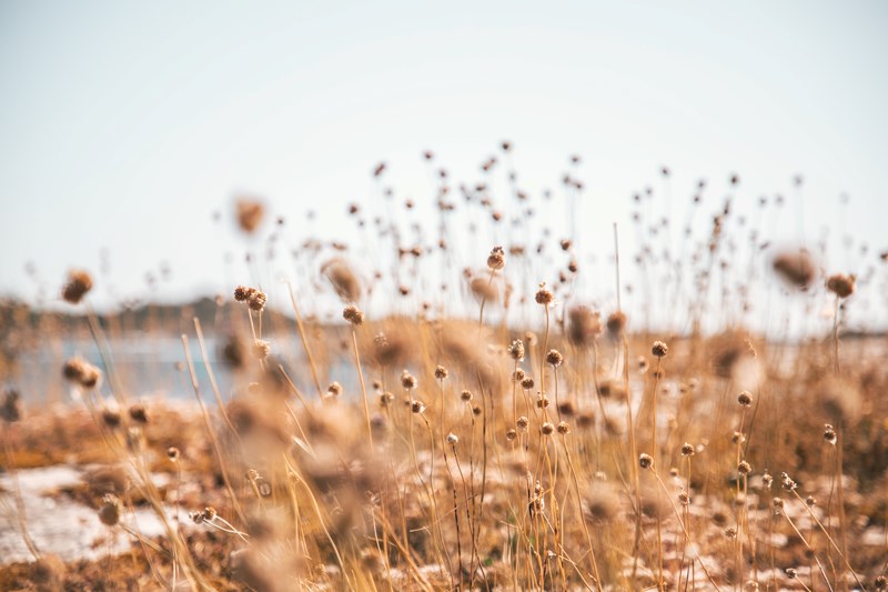 Strandgräs