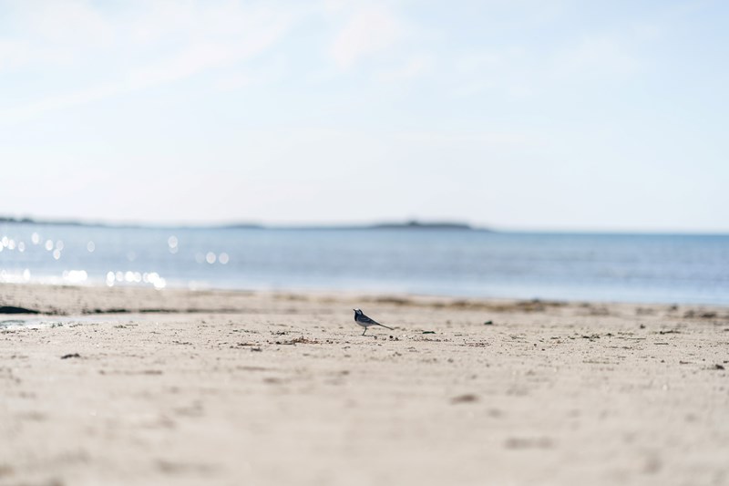 Liten fågel på stranden, vattnet glittrar