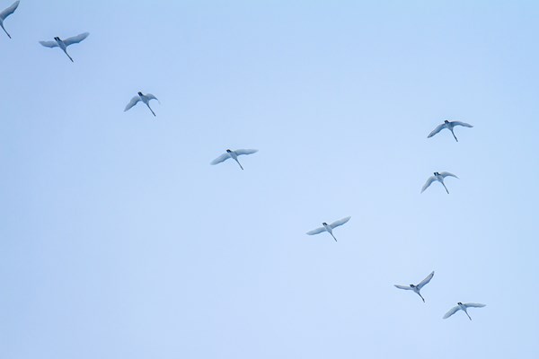 Flyttfåglar på väg