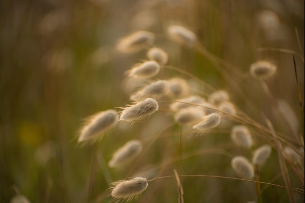 Fluffiga grässtrån
